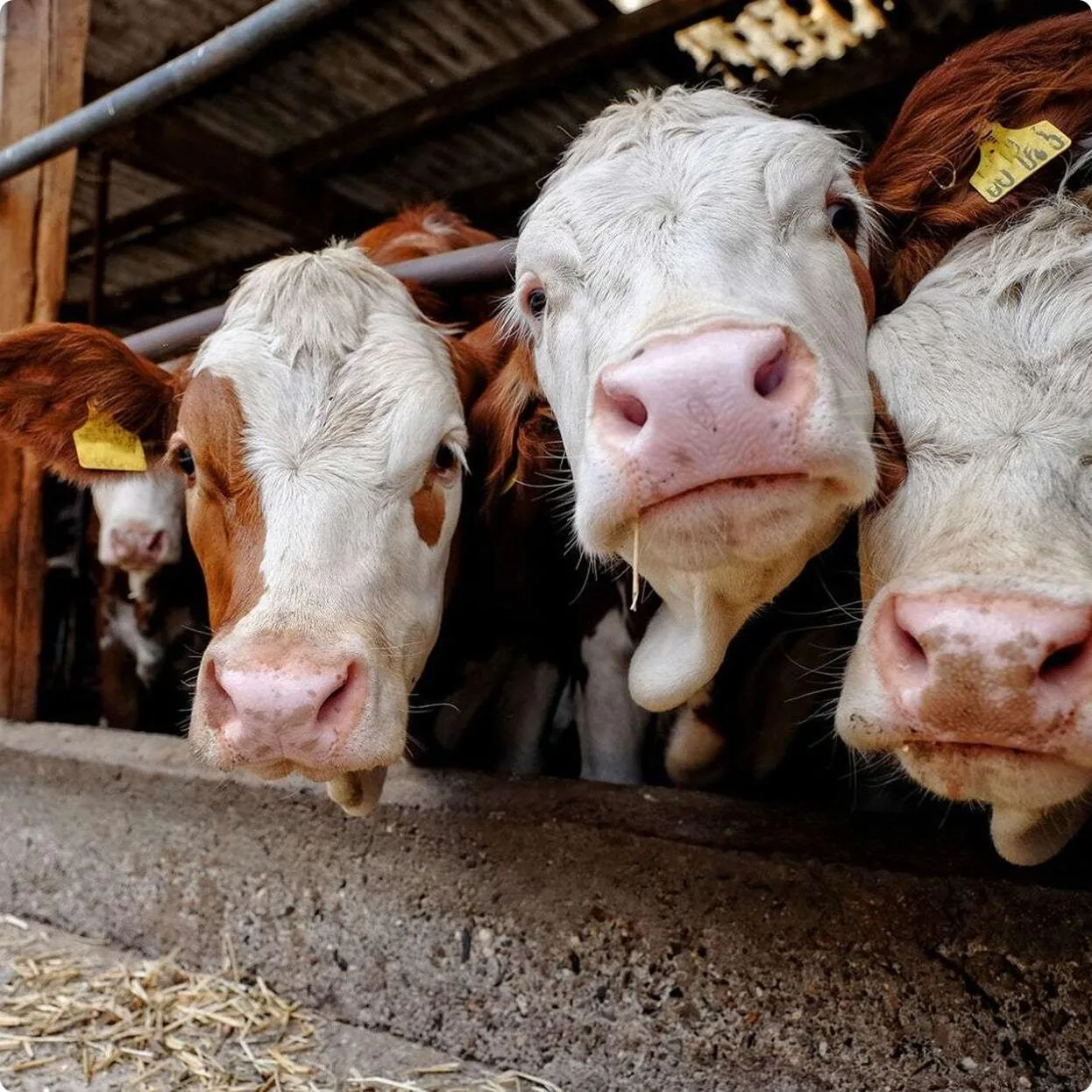 Case ForFarmers